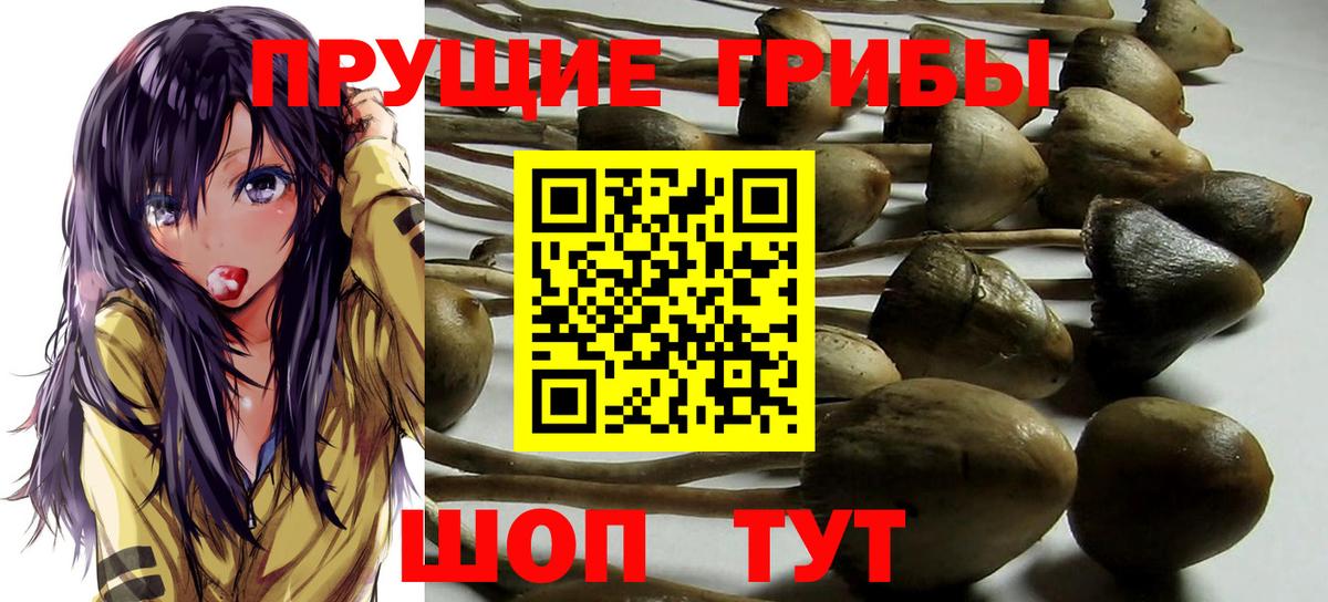 Псилоцибиновые грибы Psilocybine cubensis  Вход с VPN  Псилоцибиновые грибы Cubensis  Знаменск 